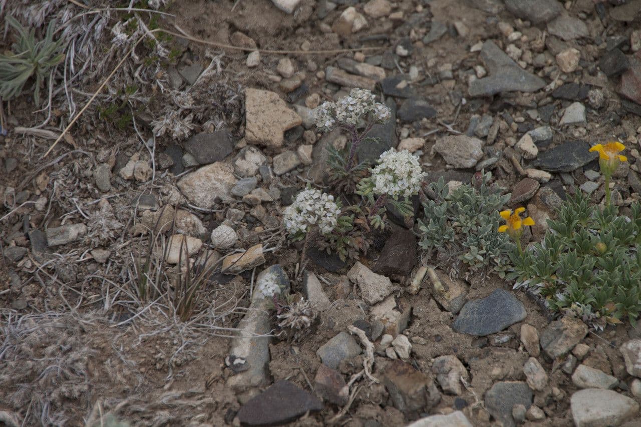 Ipomopsis congesta 14