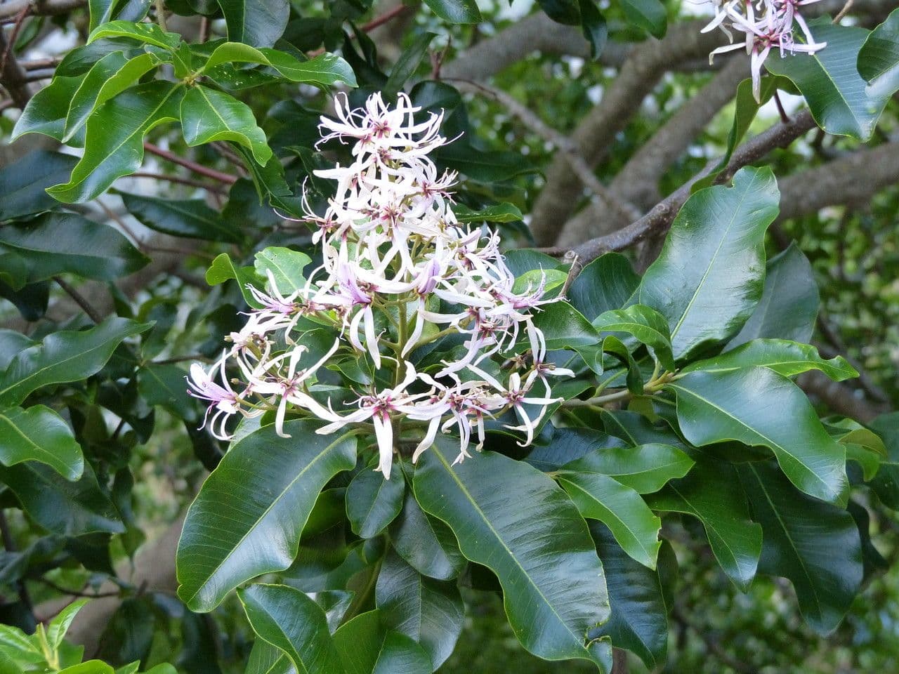 Calodendrum 8