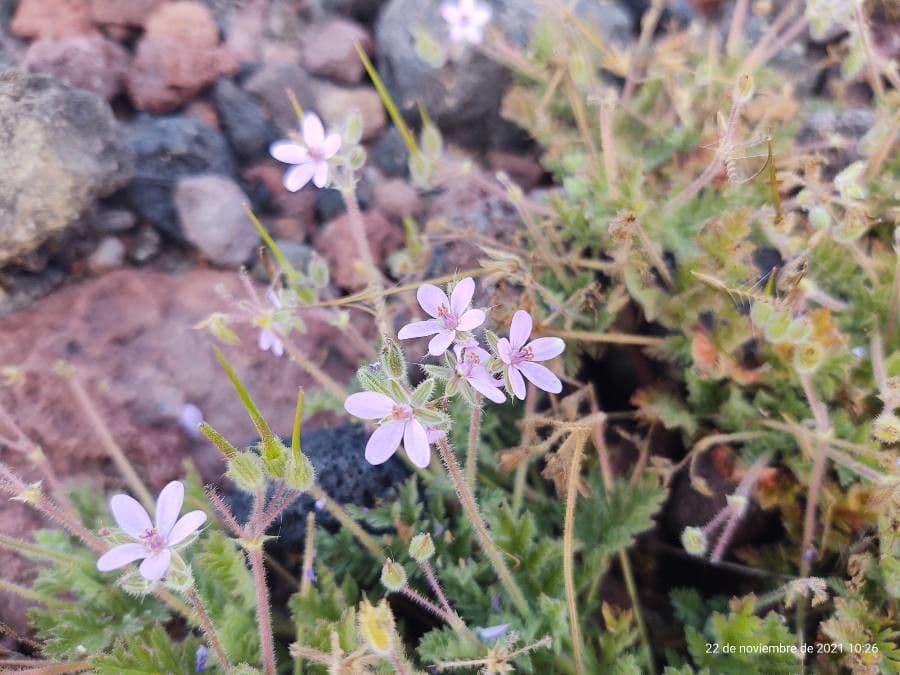 Erodium aethiopicum 6