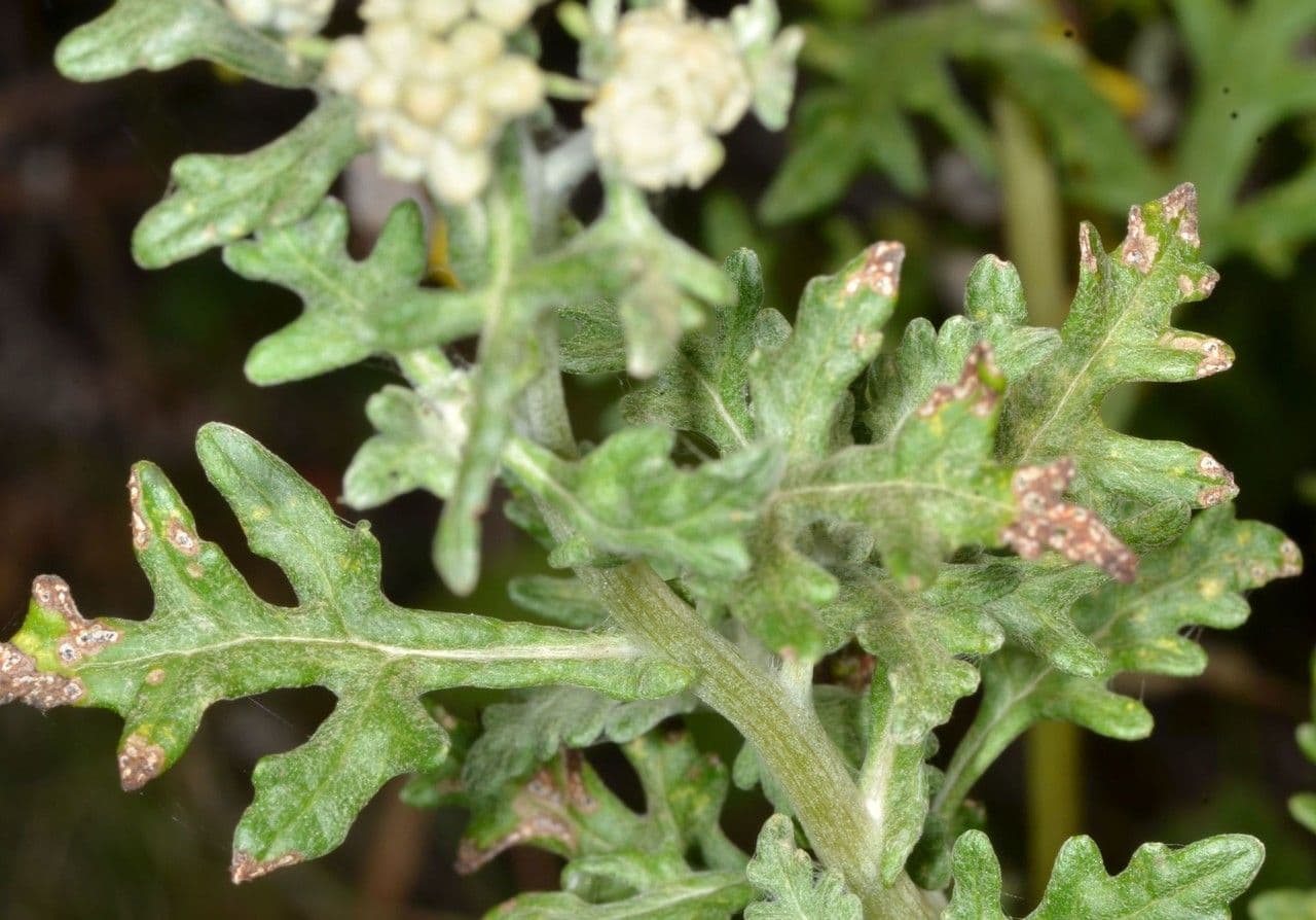 Eriophyllum 17