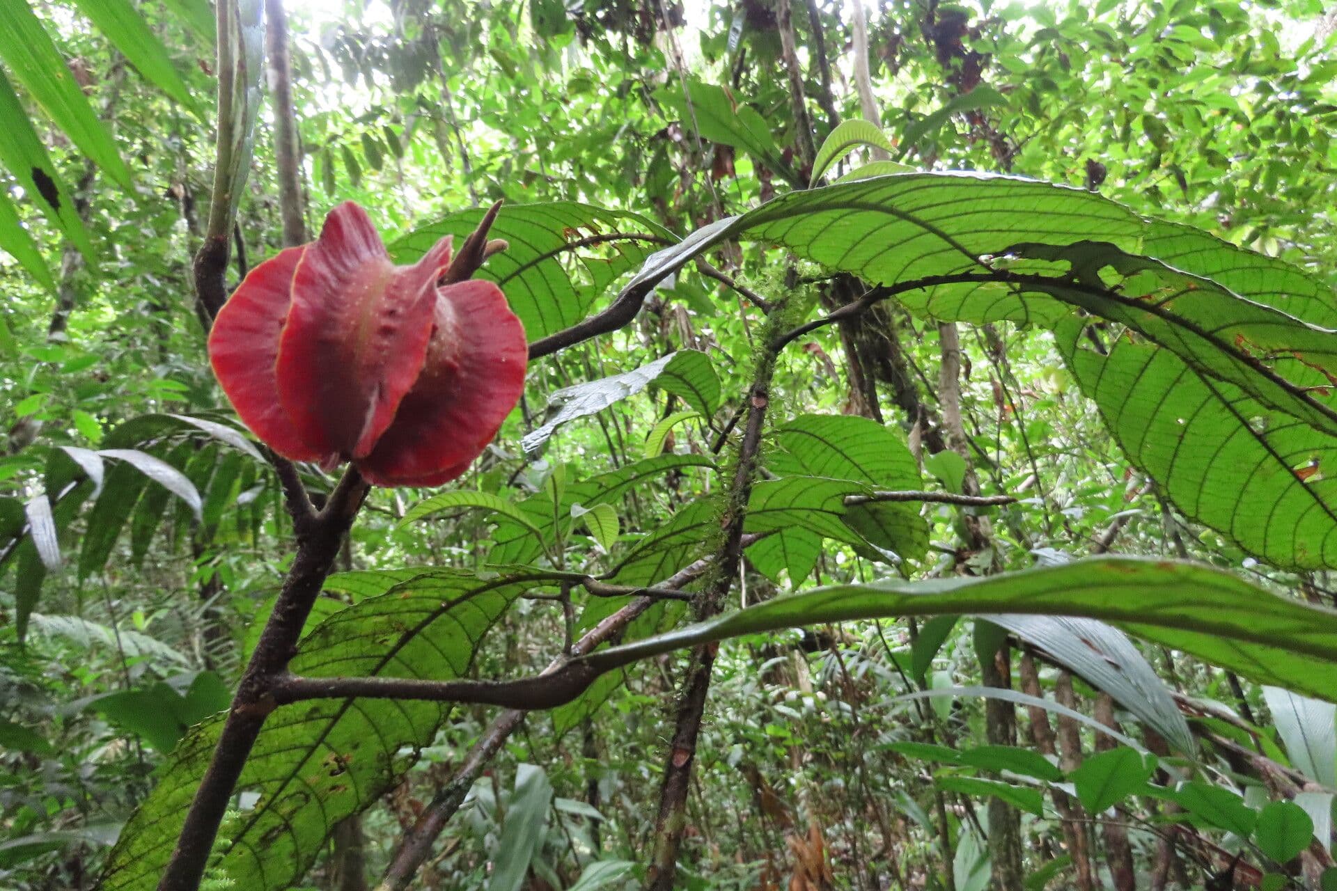 Carpotroche 2