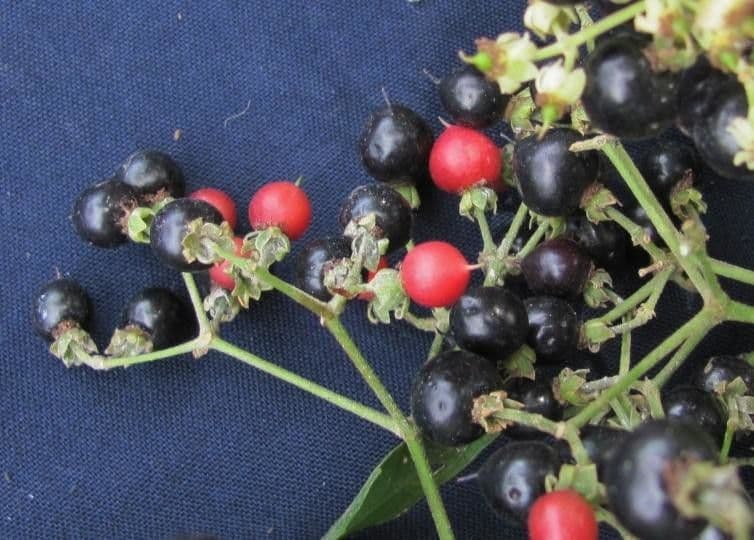 Hasseltia floribunda