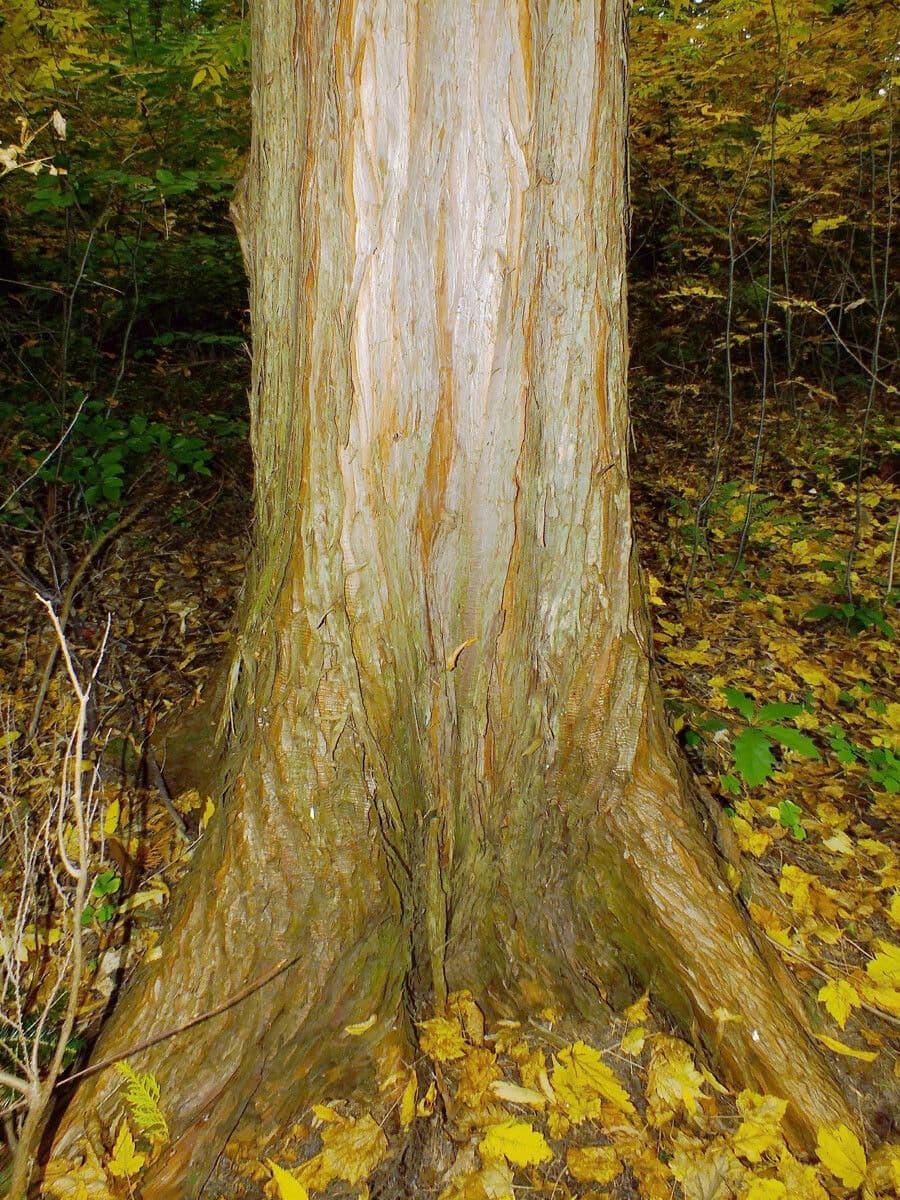 Zerav obrovský 23