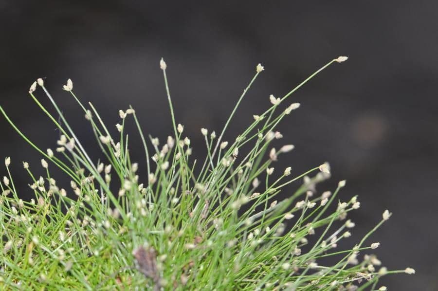 Junco de flor 4