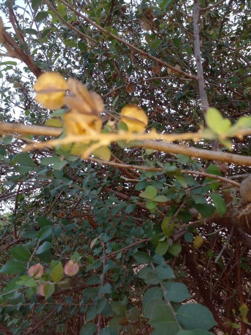 Combretum 16