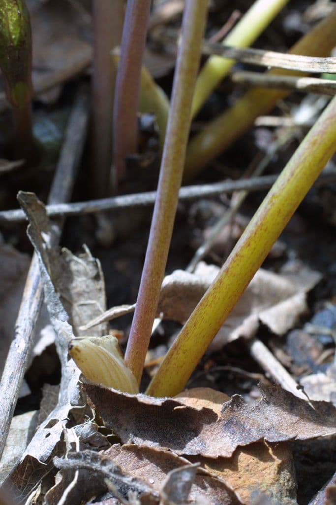 Sanguinaria 24