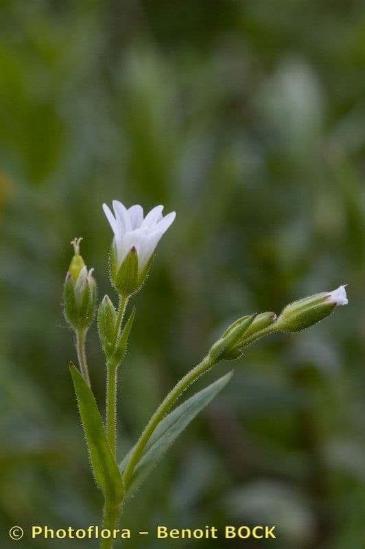 Cerastio dubbioso 19