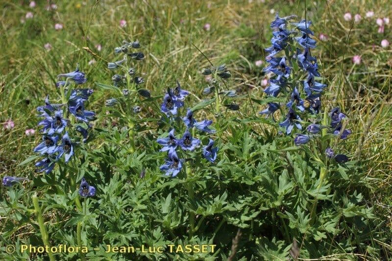 Delphinium 11