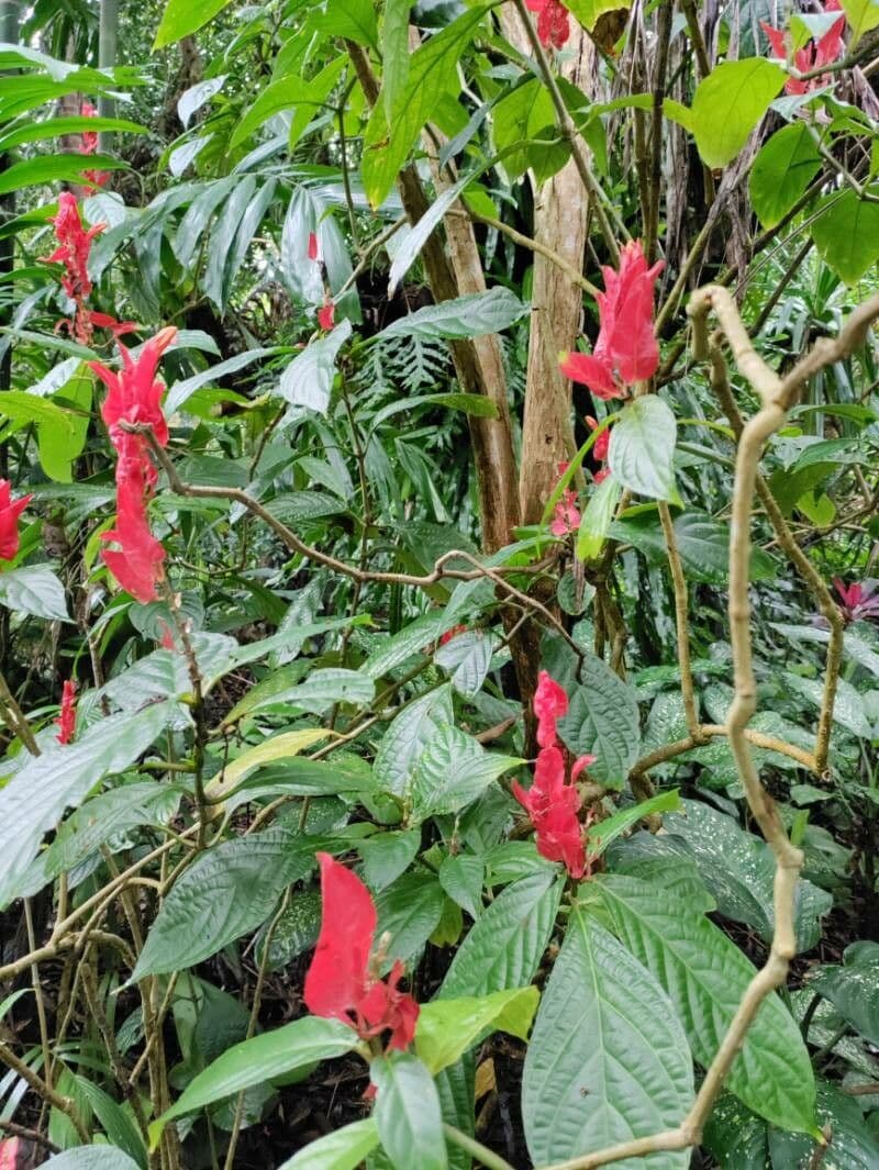Ruellia 4