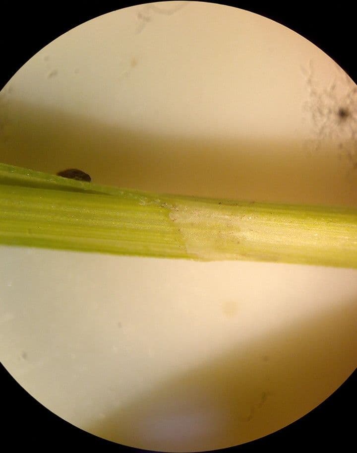 Carex liparocarpos 16