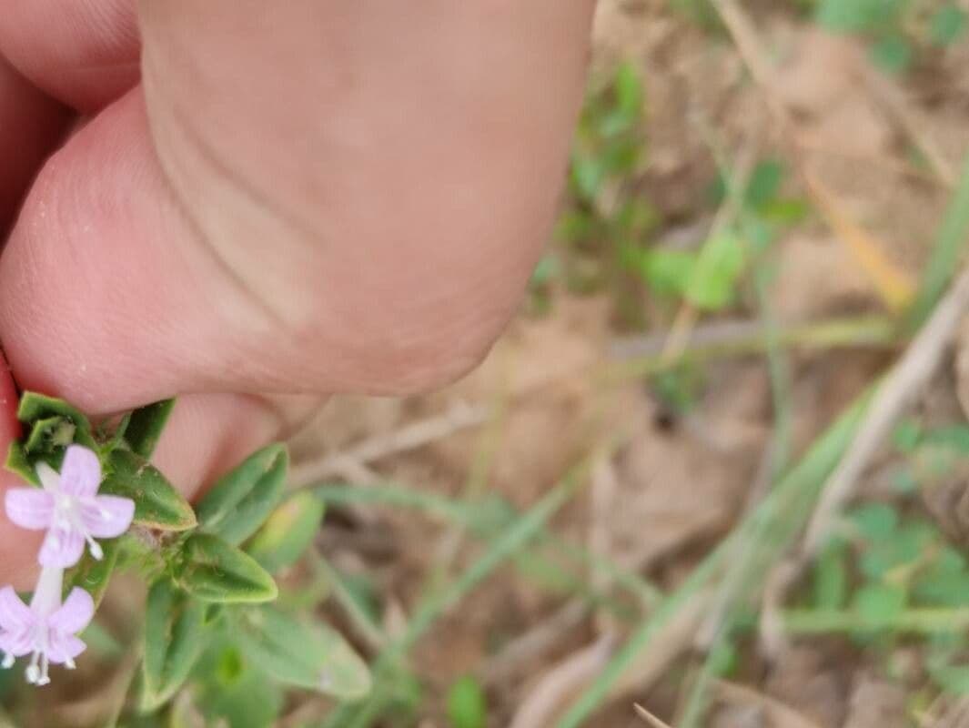 Spermacoce ispida 2