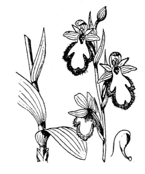 Ophrys speculum 25