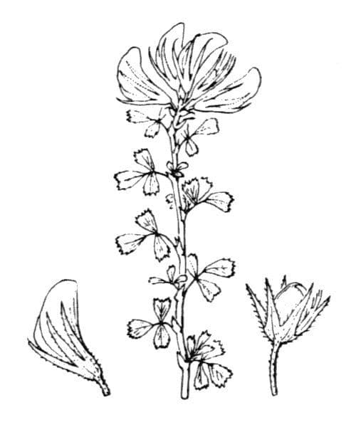 Ononis striata 23