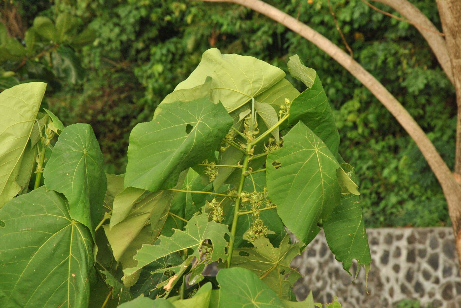 Macaranga 25