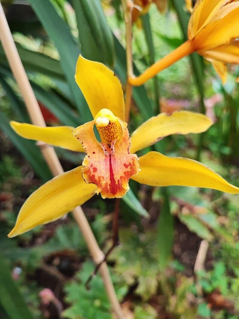 Cymbidium 3