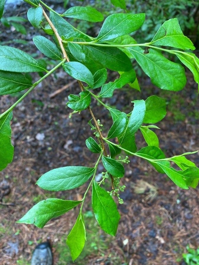 Lyonia ligustrina 2