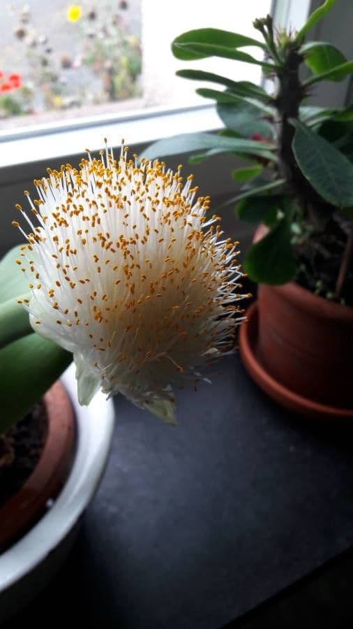 Haemanthus 4
