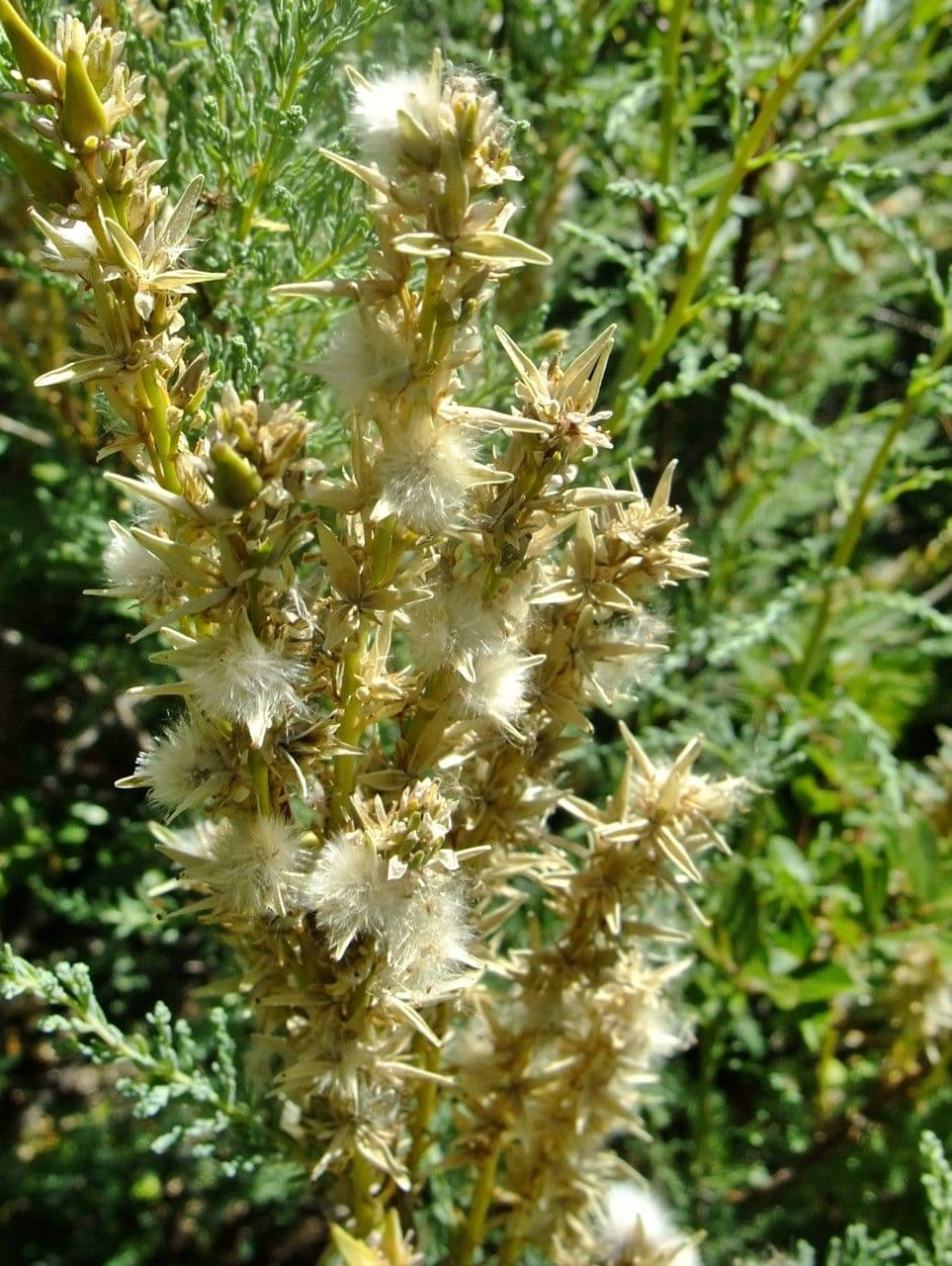 Miricaria germanica 2