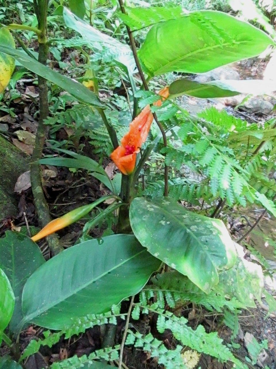 Dieffenbachia 3