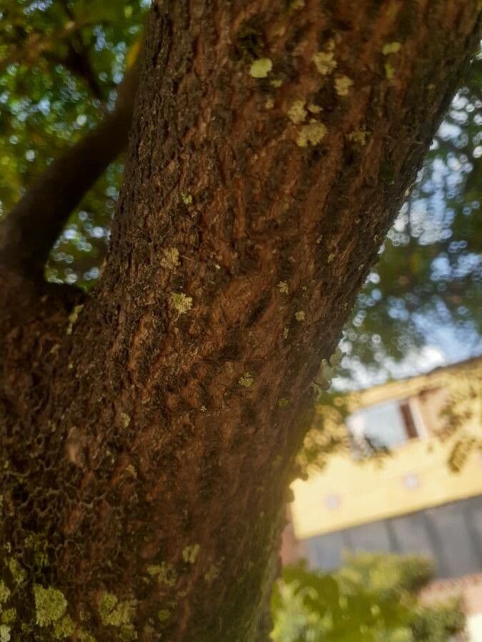 Korallenbaum 25
