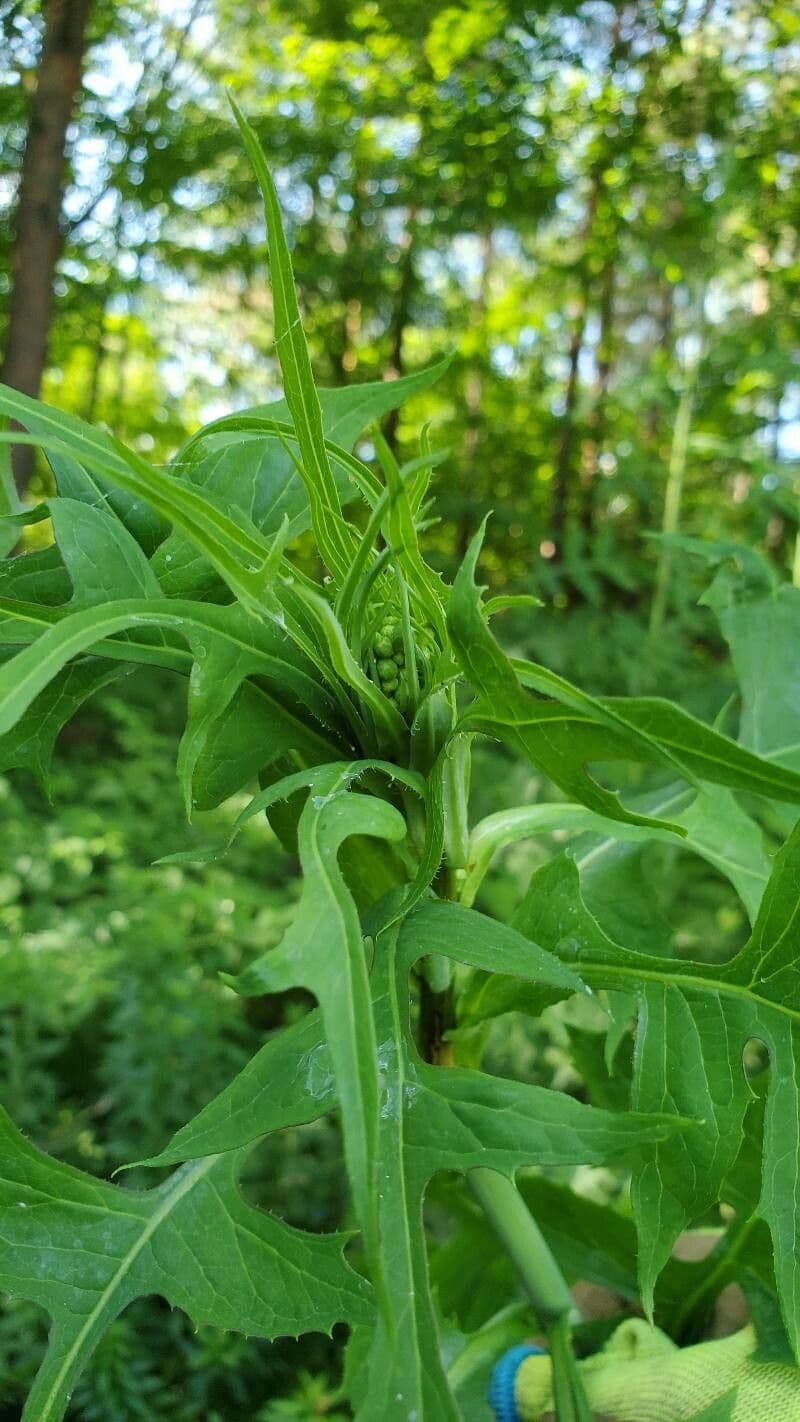 Lactuca 23