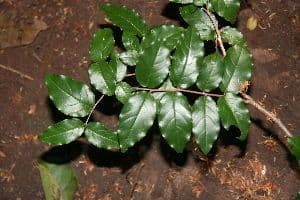 Madera de plomo 6