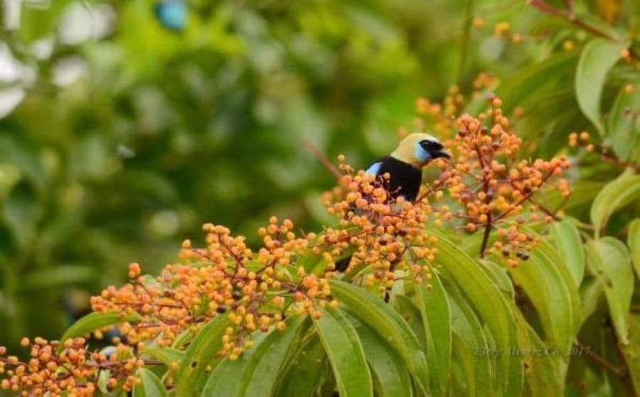 Miconia 2
