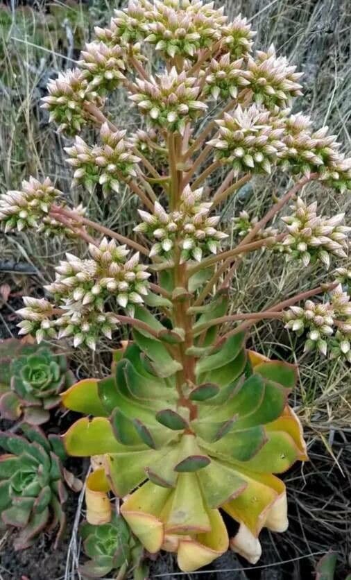 Aeonium 2