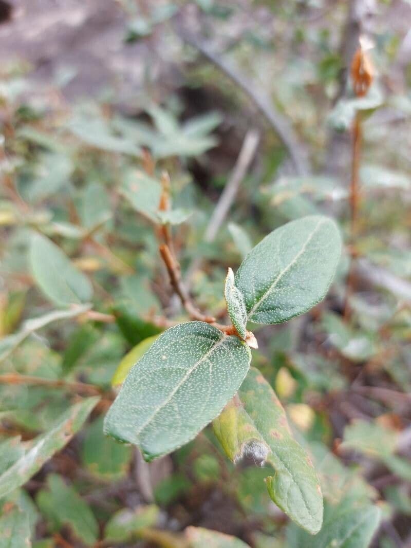 Shepherdia canadensis 14