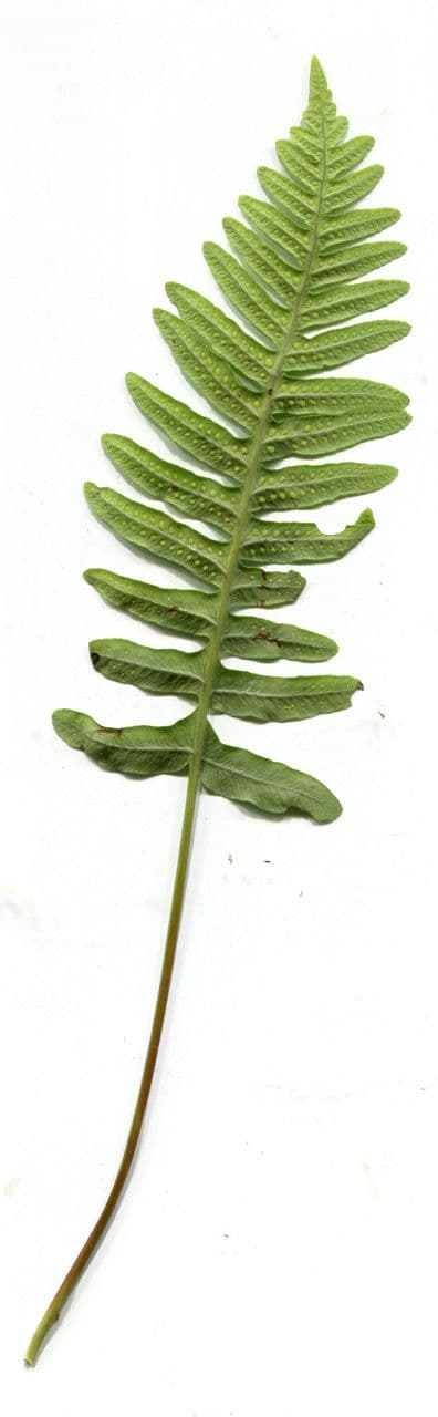 Polypode intermédiaire 18