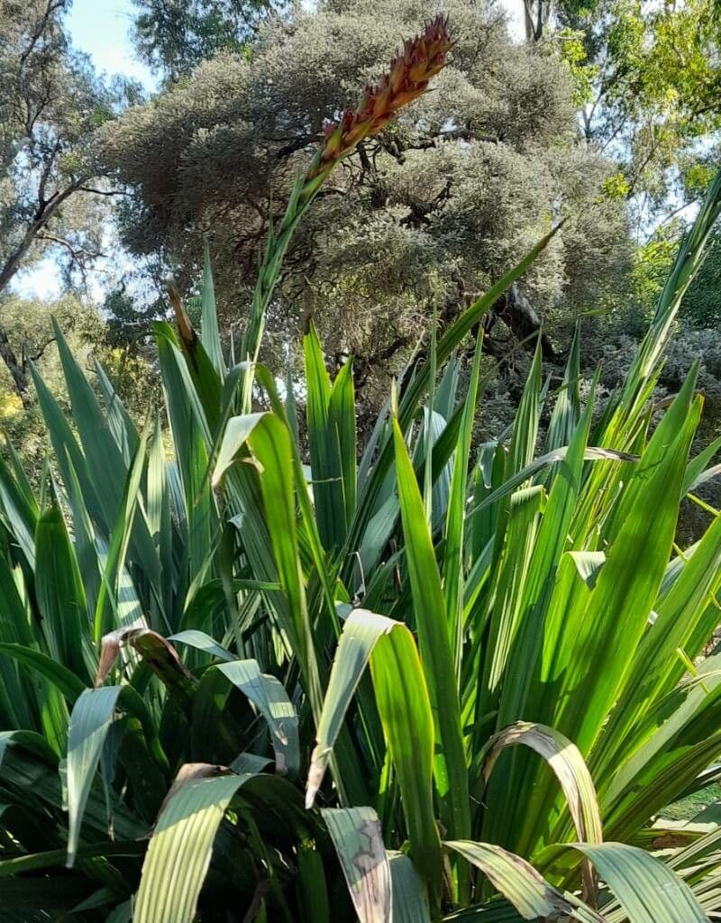 Doryanthes 10