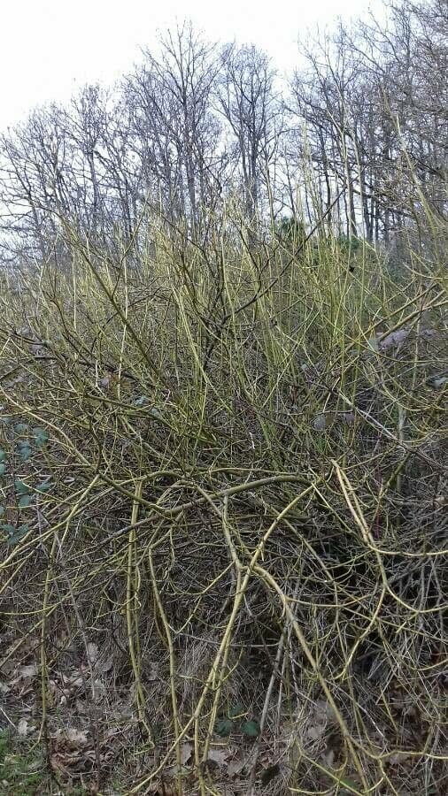 Svída výběžkatá 12