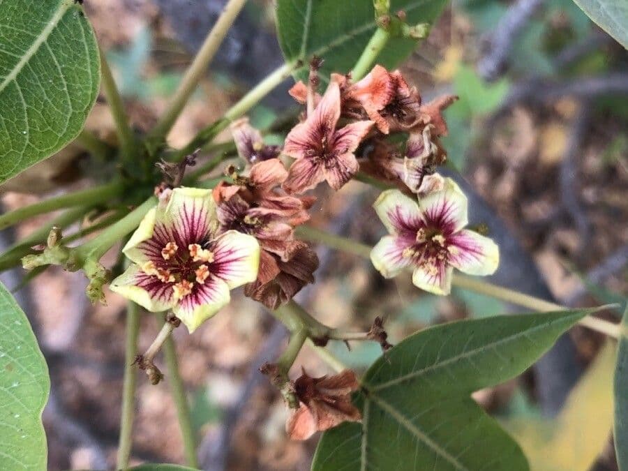 Jatropa 2