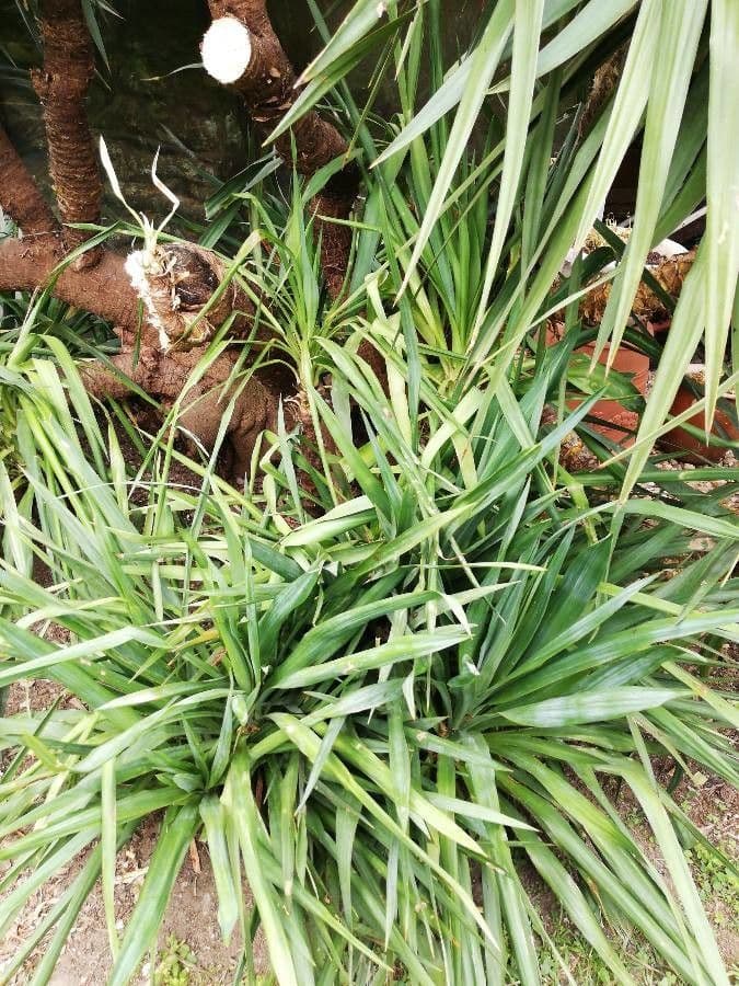 Dracena 6