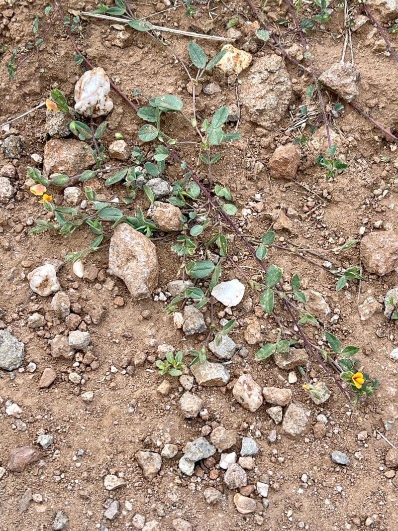 Zornia reticolata 7