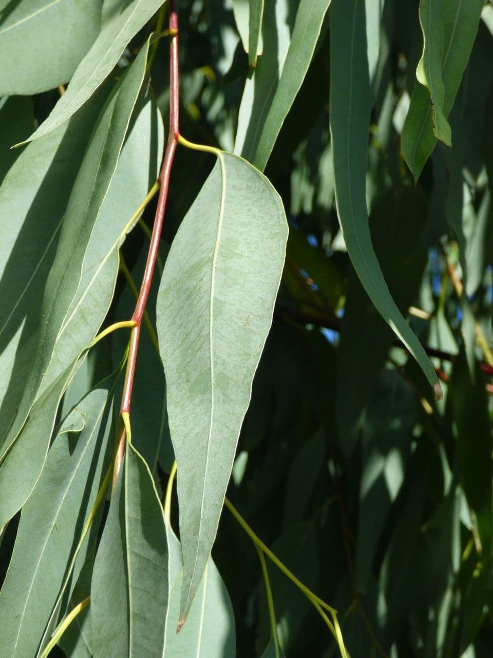 Glattschaliger Eukalyptus 11