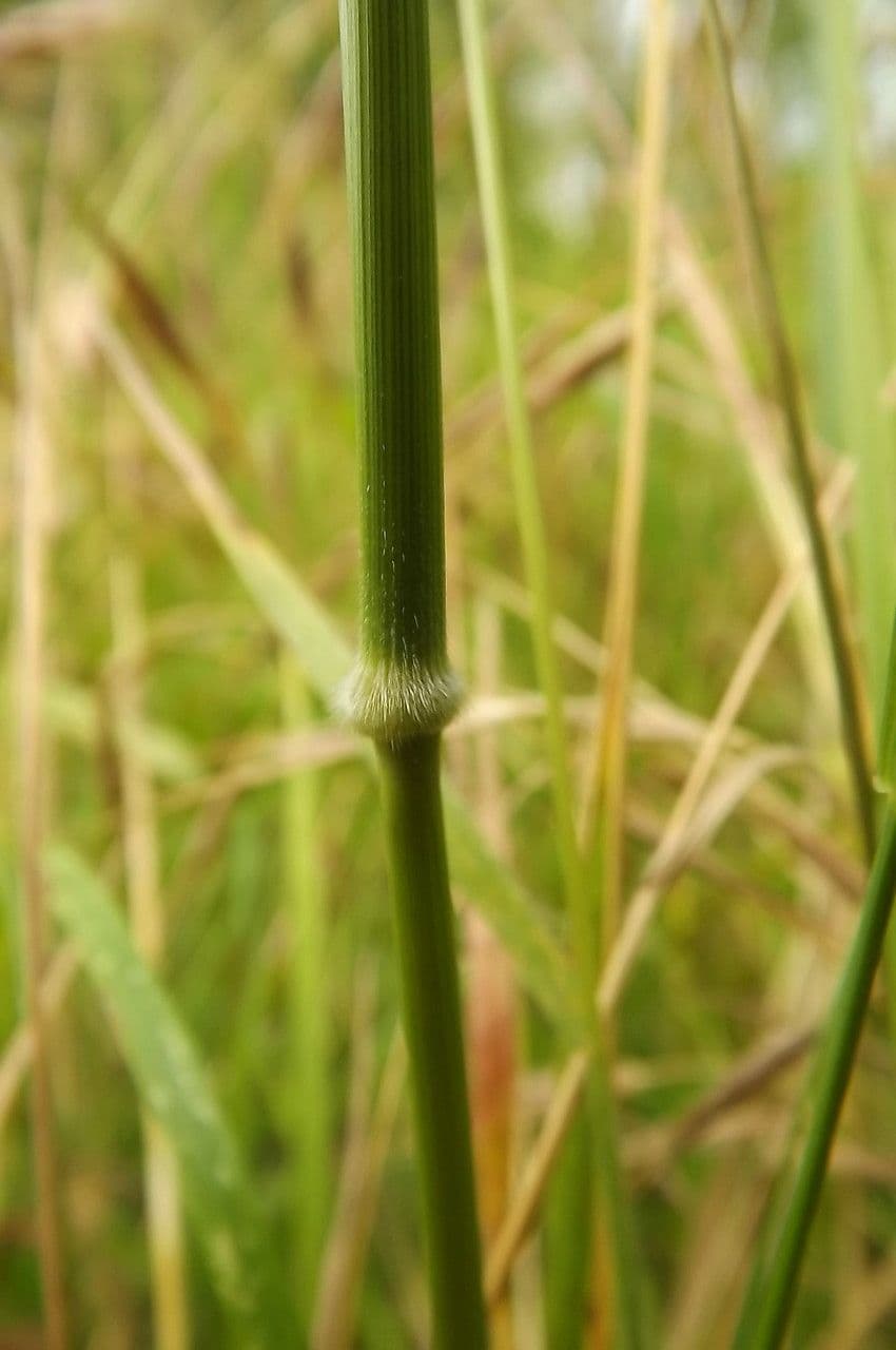 Nassella di Nees 17