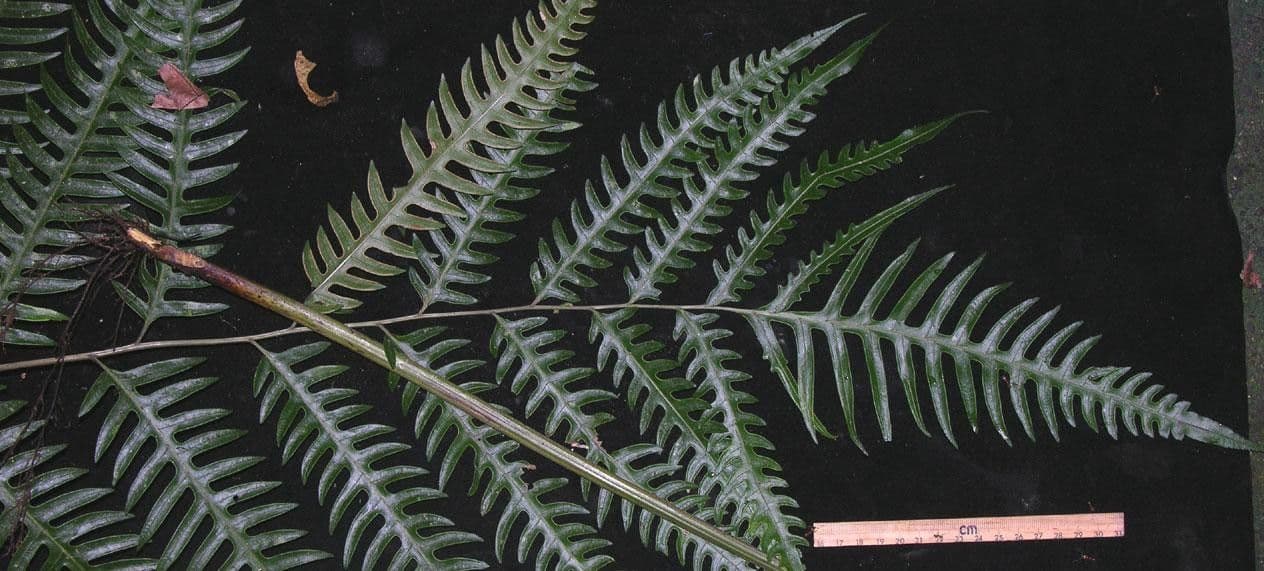 Pteris altissima 3