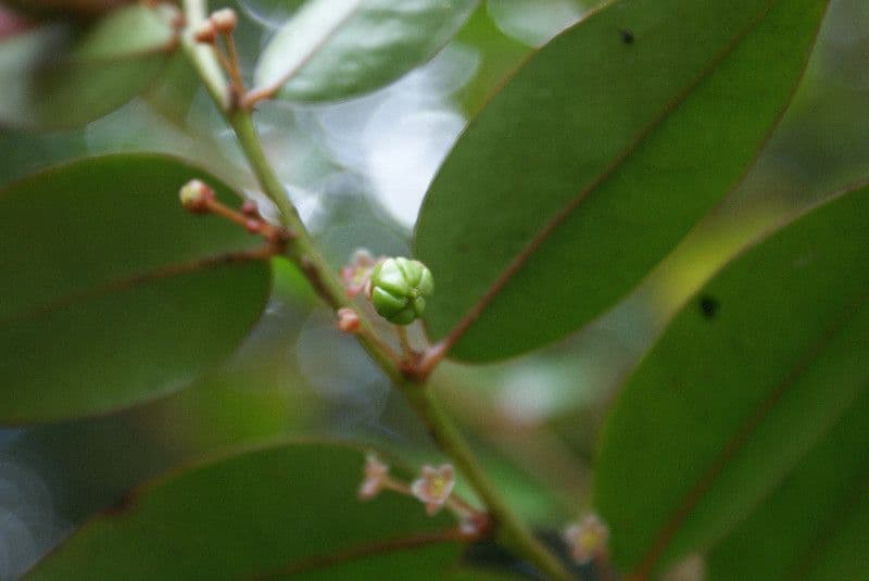 Phyllanthus phillyreifolius 4