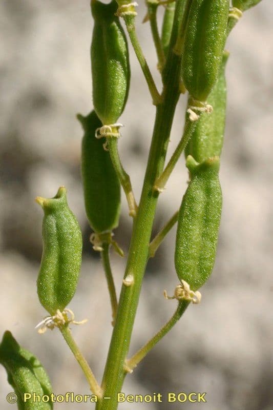 Reseda