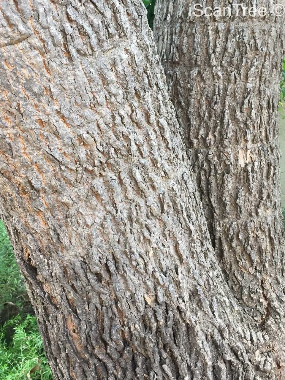 Kandelaberbaum 7