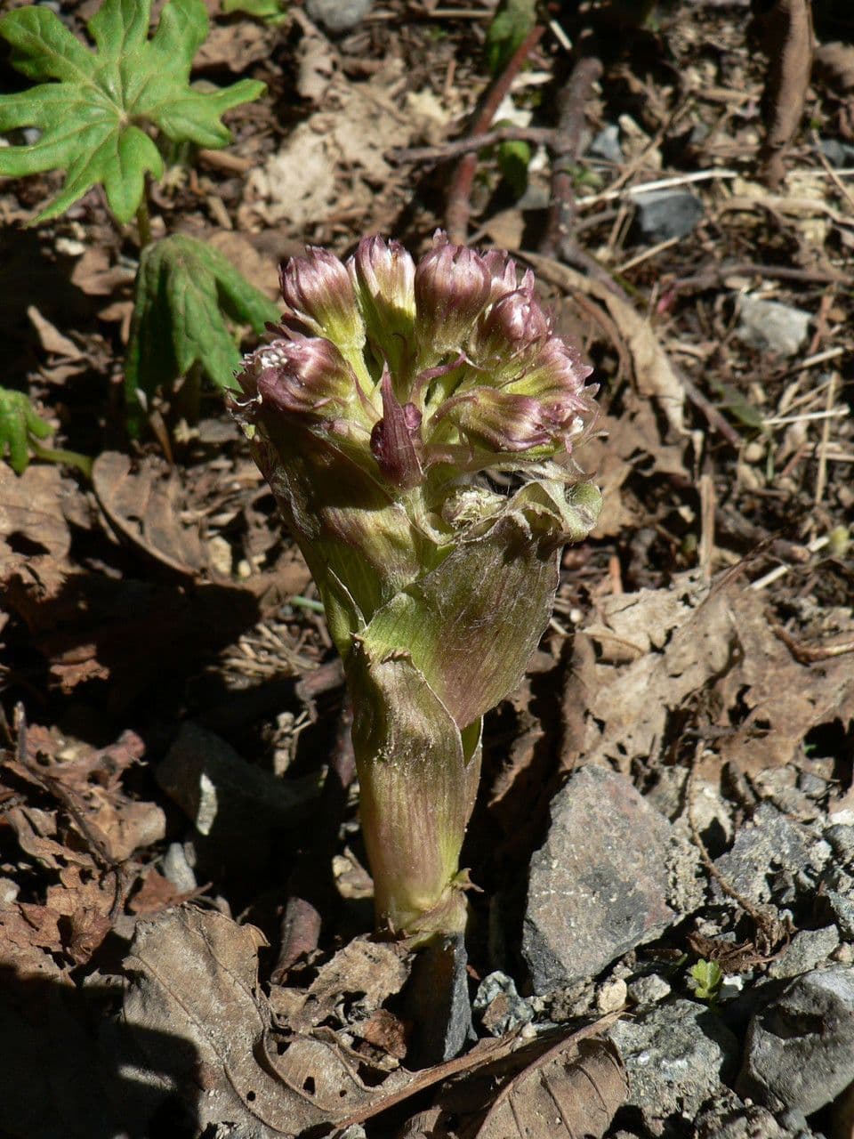 Farfaraccio artico 9