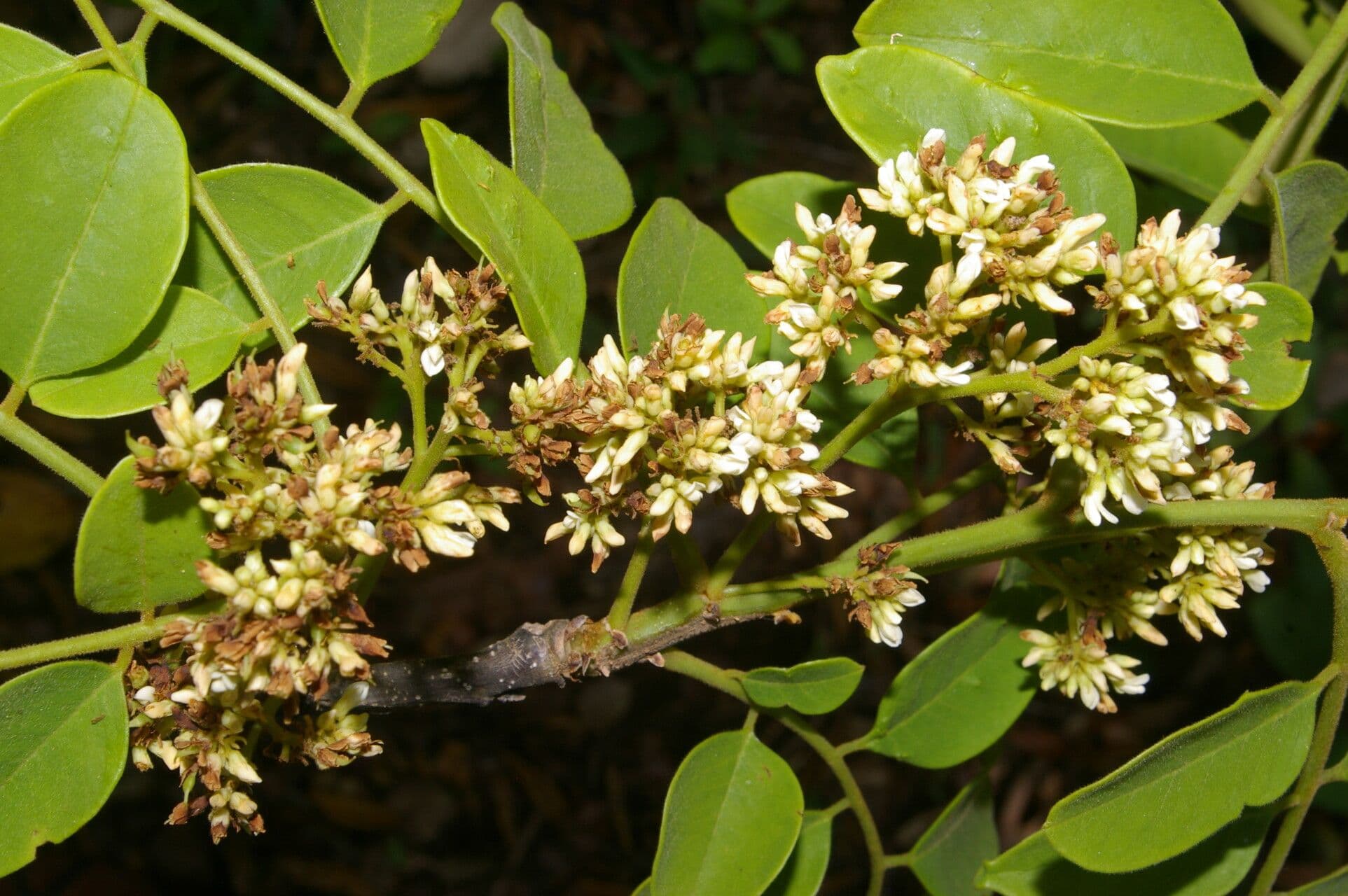 Legno di rosa 2