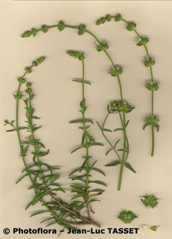 Sideritis 5