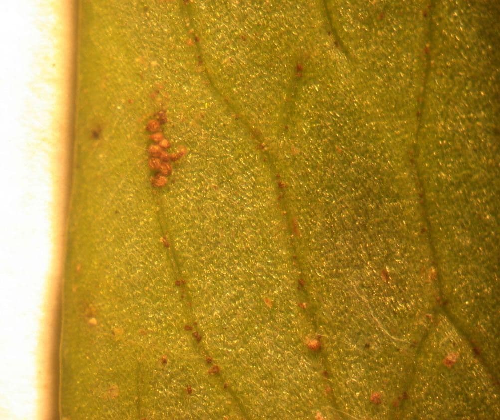 Polytaenium 3