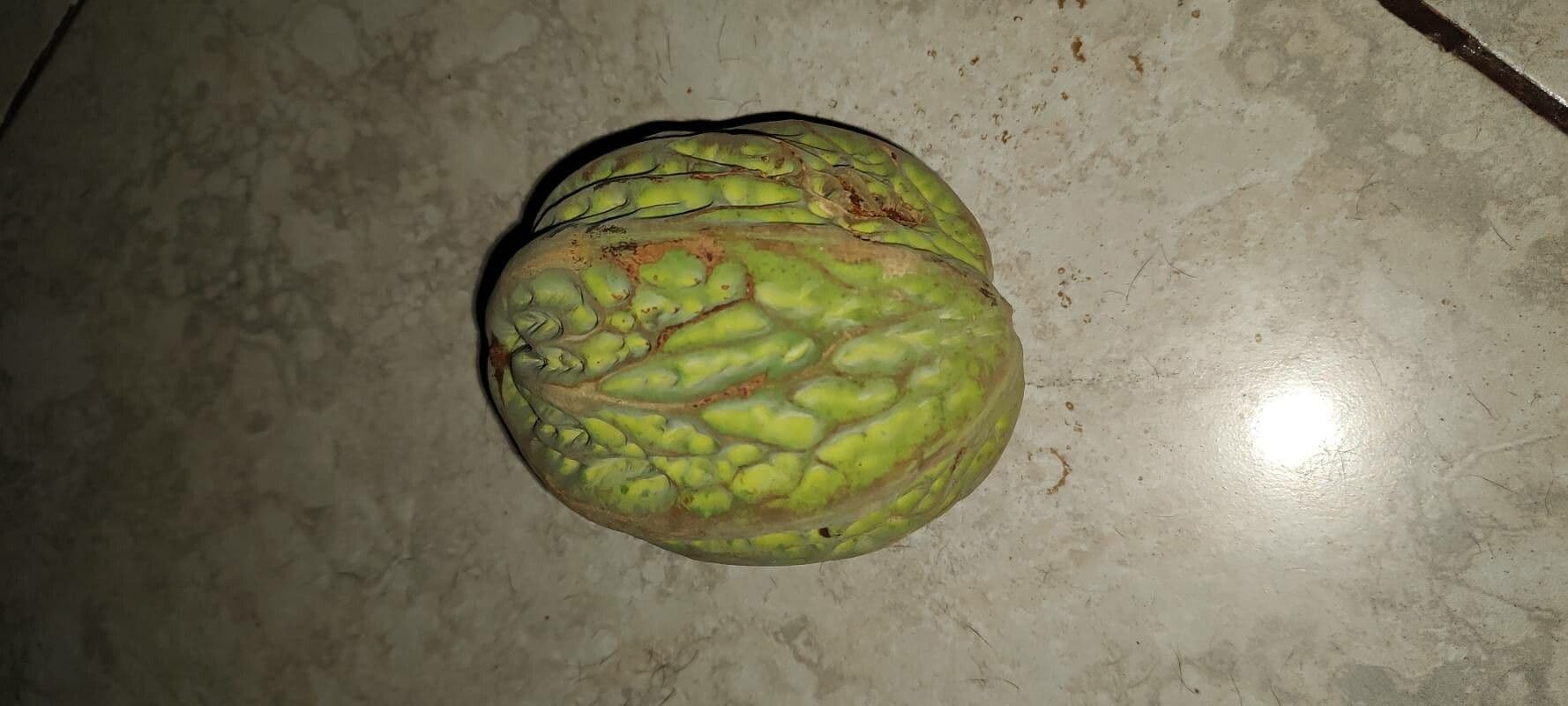 Cacao peruviano