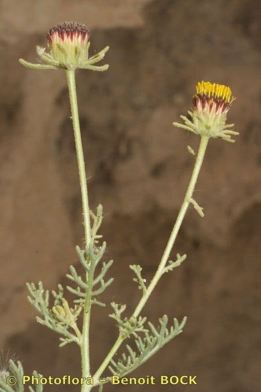 Perralderia 14