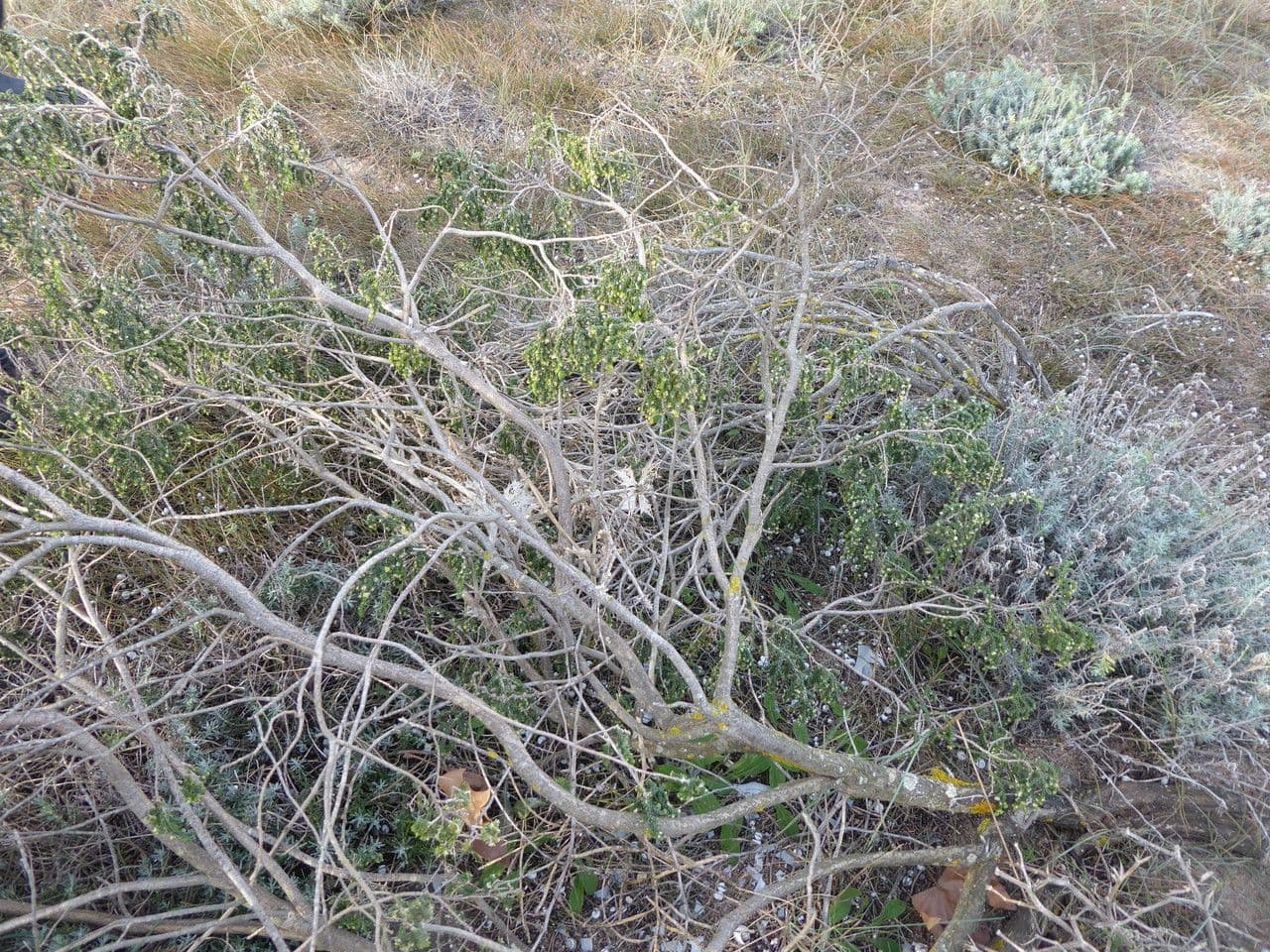 Timelea irsuta 24