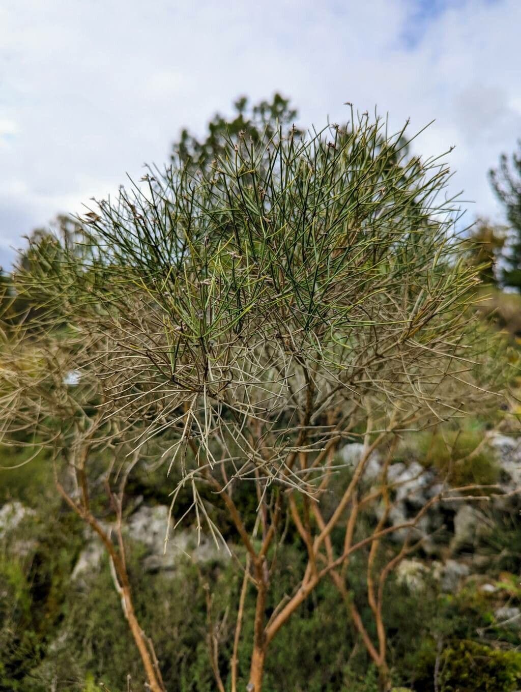 Ginestra radiata 17