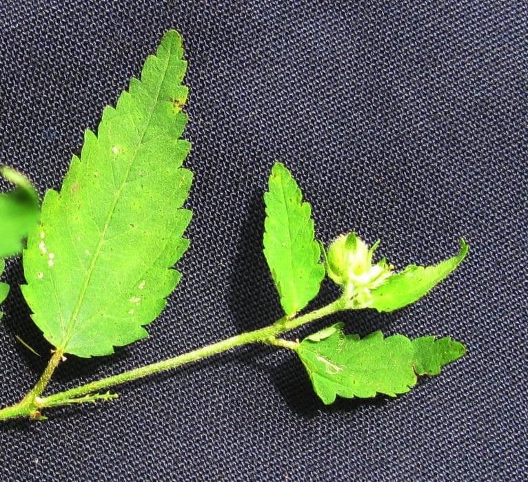 Croton 17